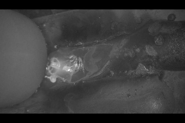 MeltView<sup>®</sup> TD25 with pulsed illumination